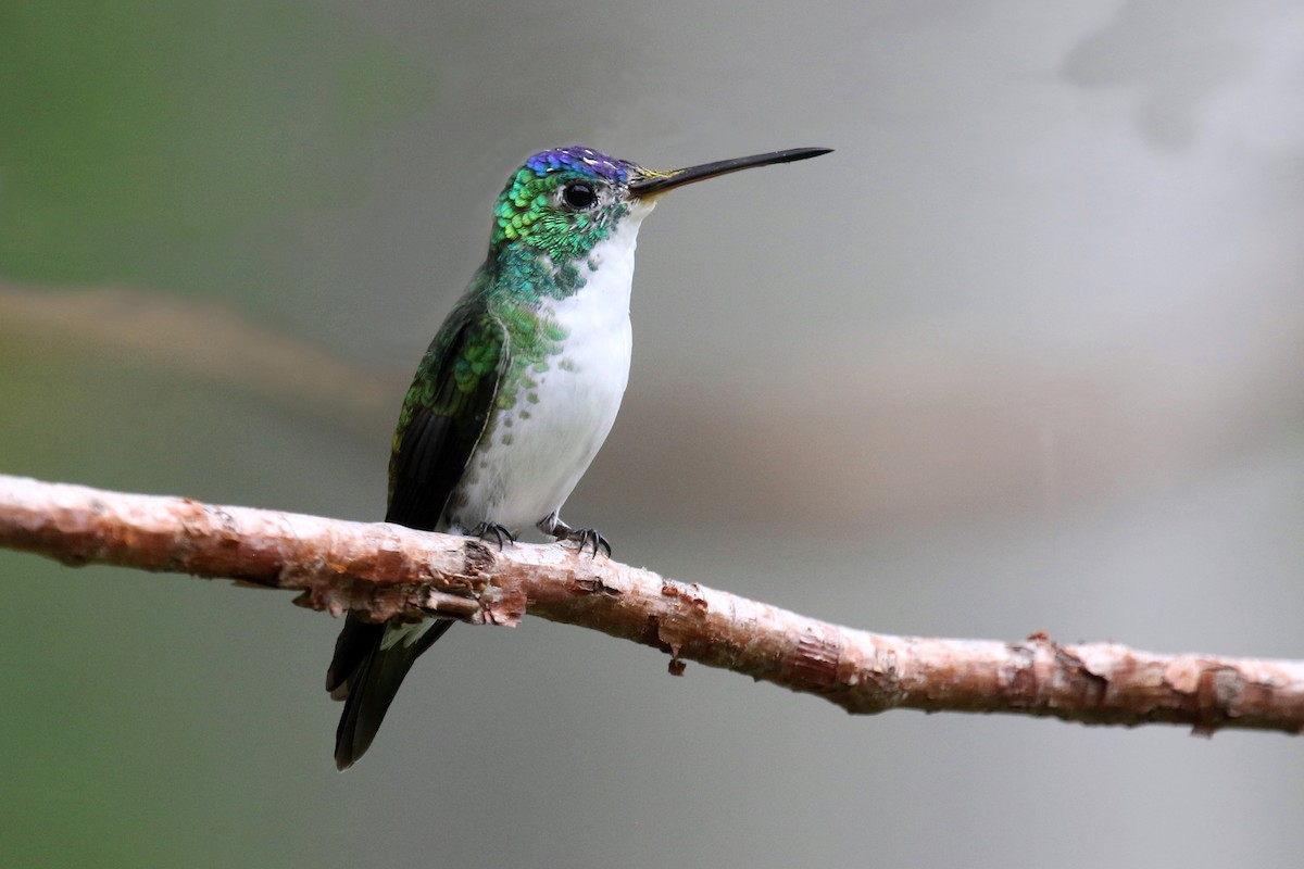 Andean Emerald - ML159140931