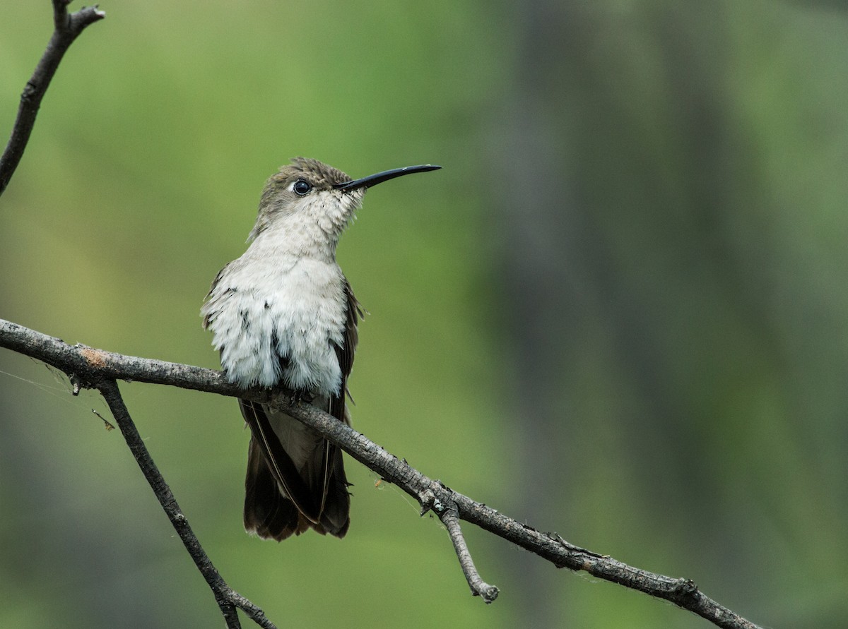 Tumbes Hummingbird - ML159141051