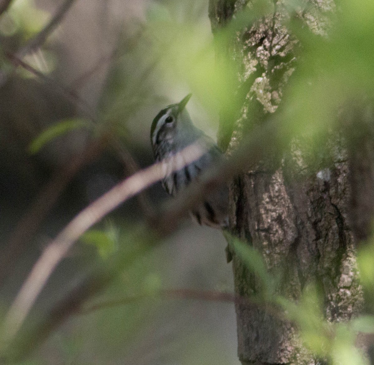 Black-and-white Warbler - ML159141331