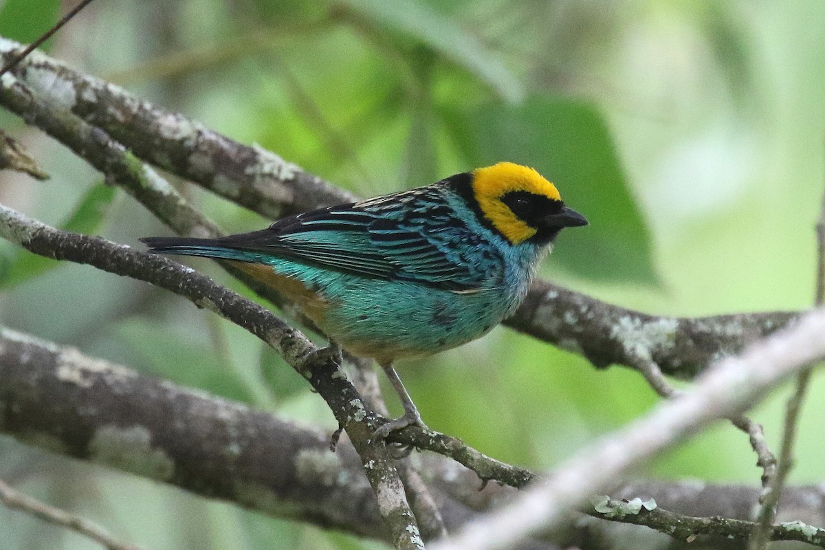Saffron-crowned Tanager - ML159142441