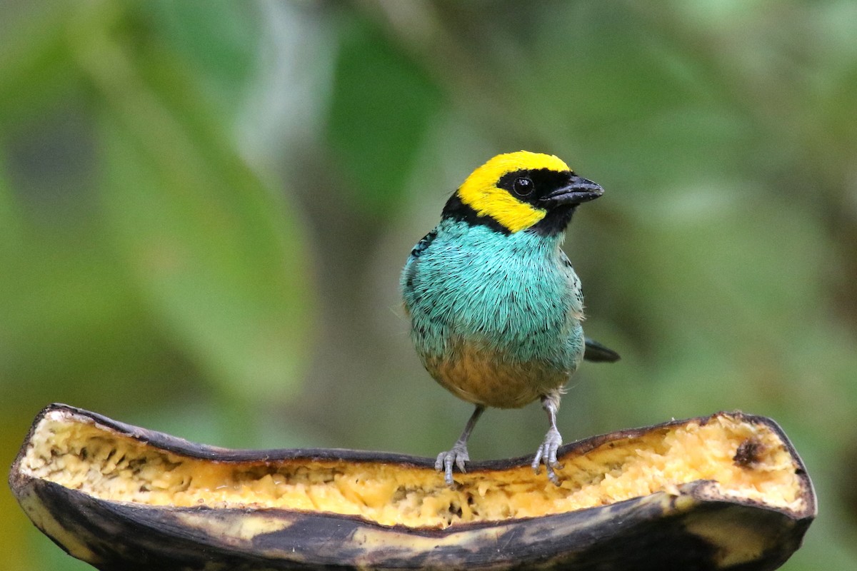 Saffron-crowned Tanager - ML159142461