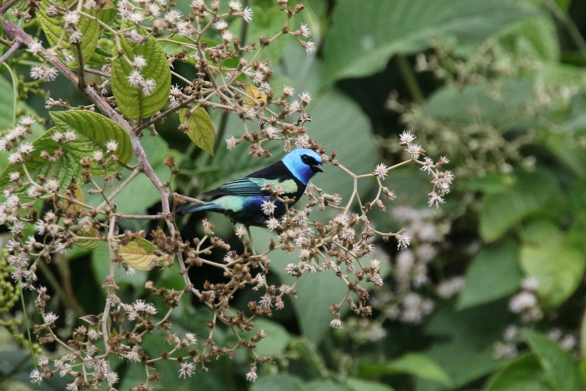 Blue-necked Tanager - ML159143071