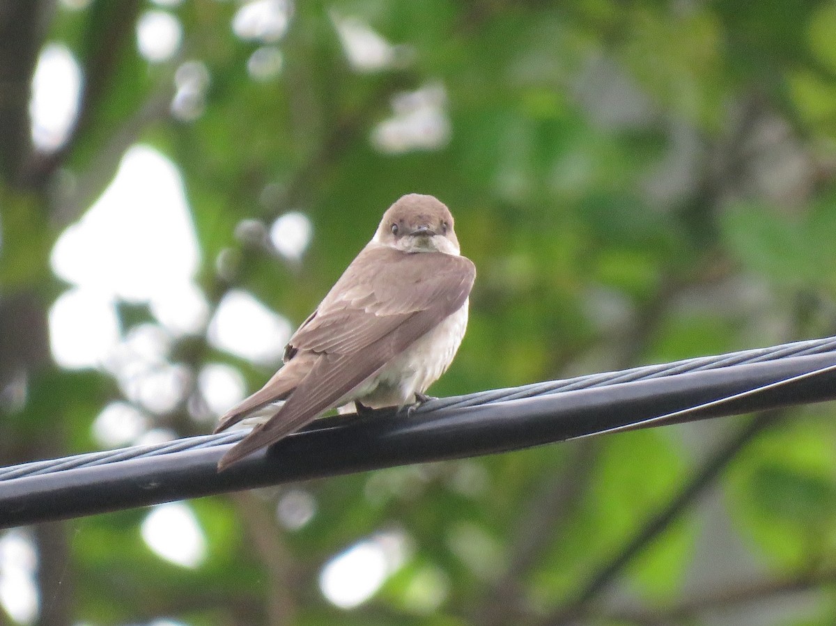 Northern Rough-winged Swallow - ML159143381