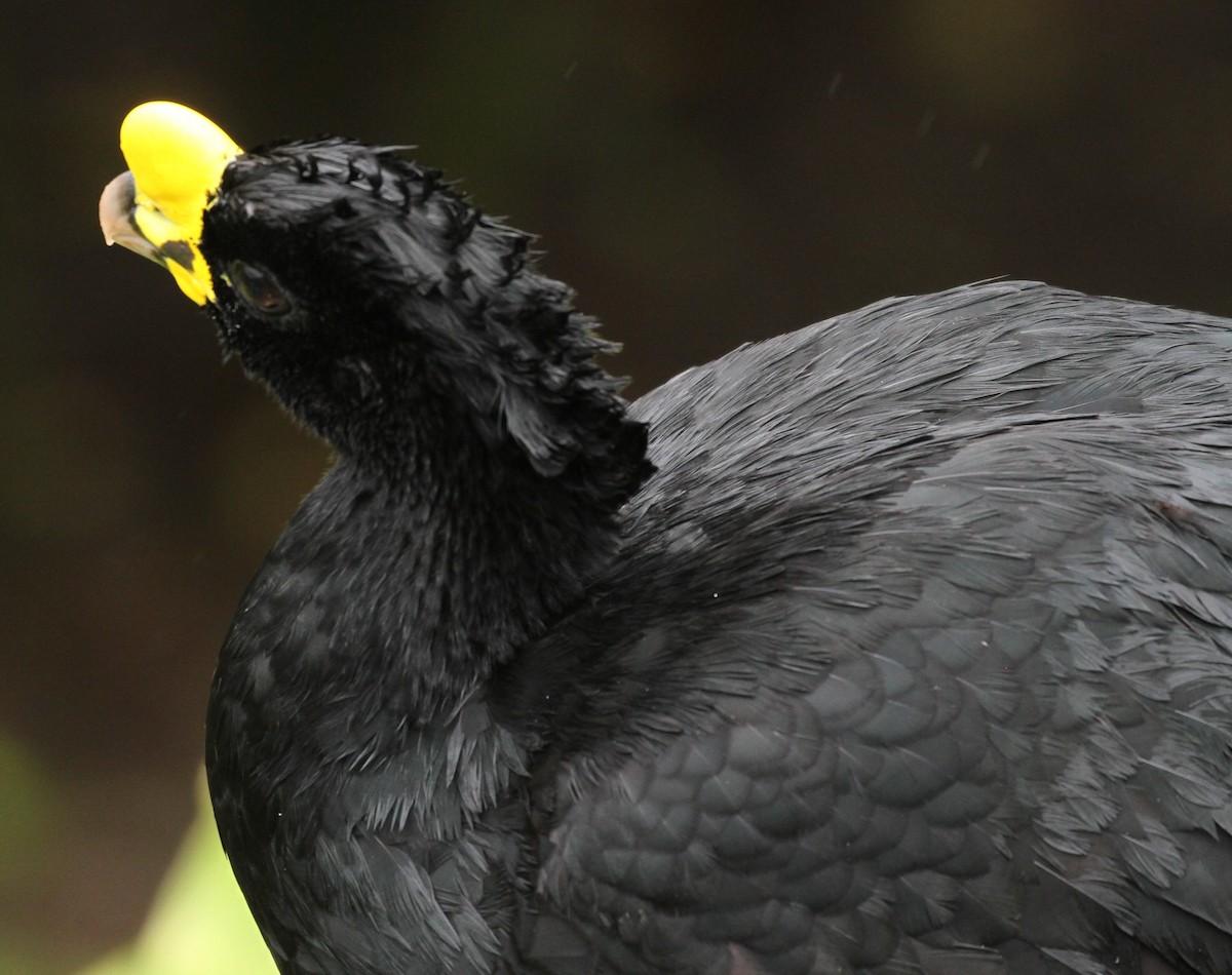 eBird Checklist - 19 Mar 2019 - Arenal Observatory Lodge - 48 species