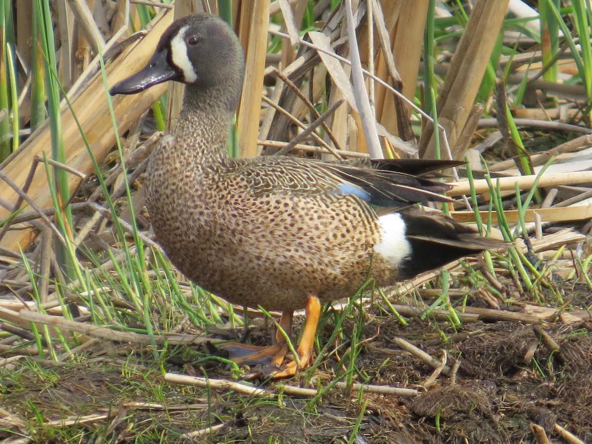 Blue-winged Teal - ML159151771