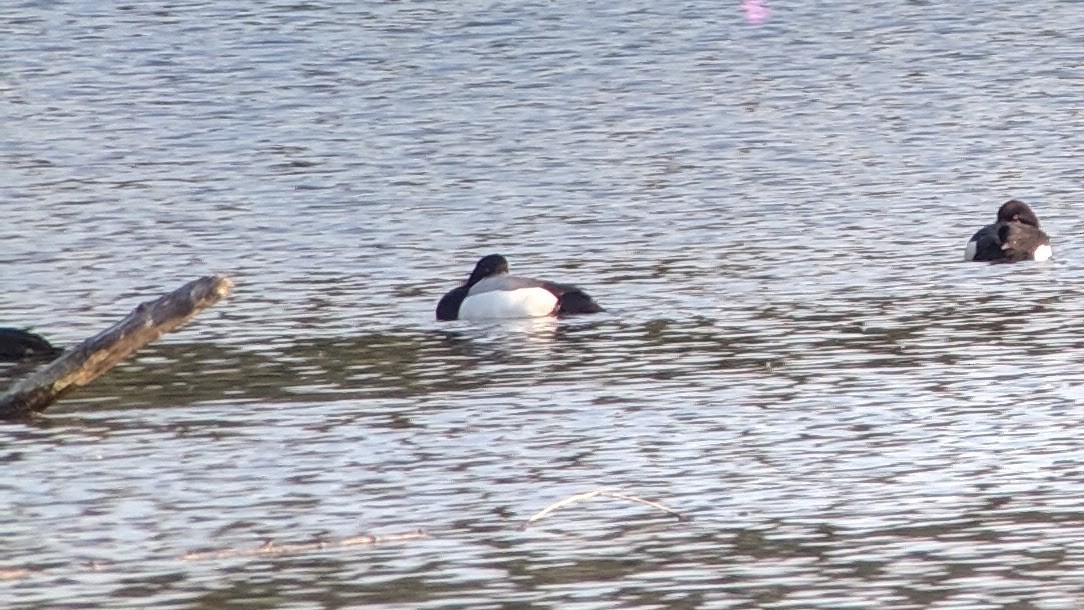 Greater Scaup - ML159158491