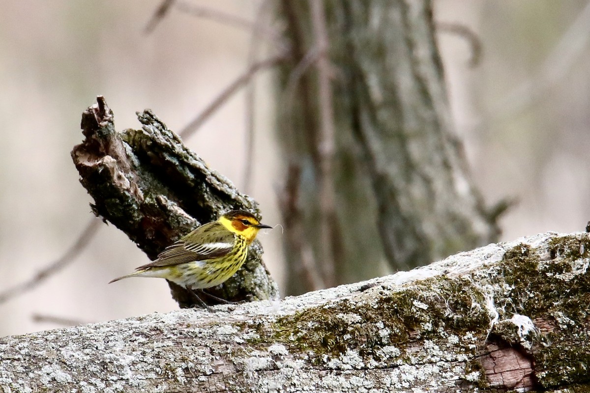 Cape May Warbler - ML159162931