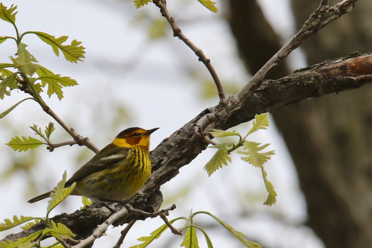 Cape May Warbler - ML159162951