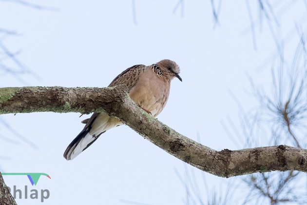 Spotted Dove - ML159167331