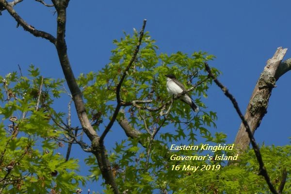Eastern Kingbird - Michael Nartker