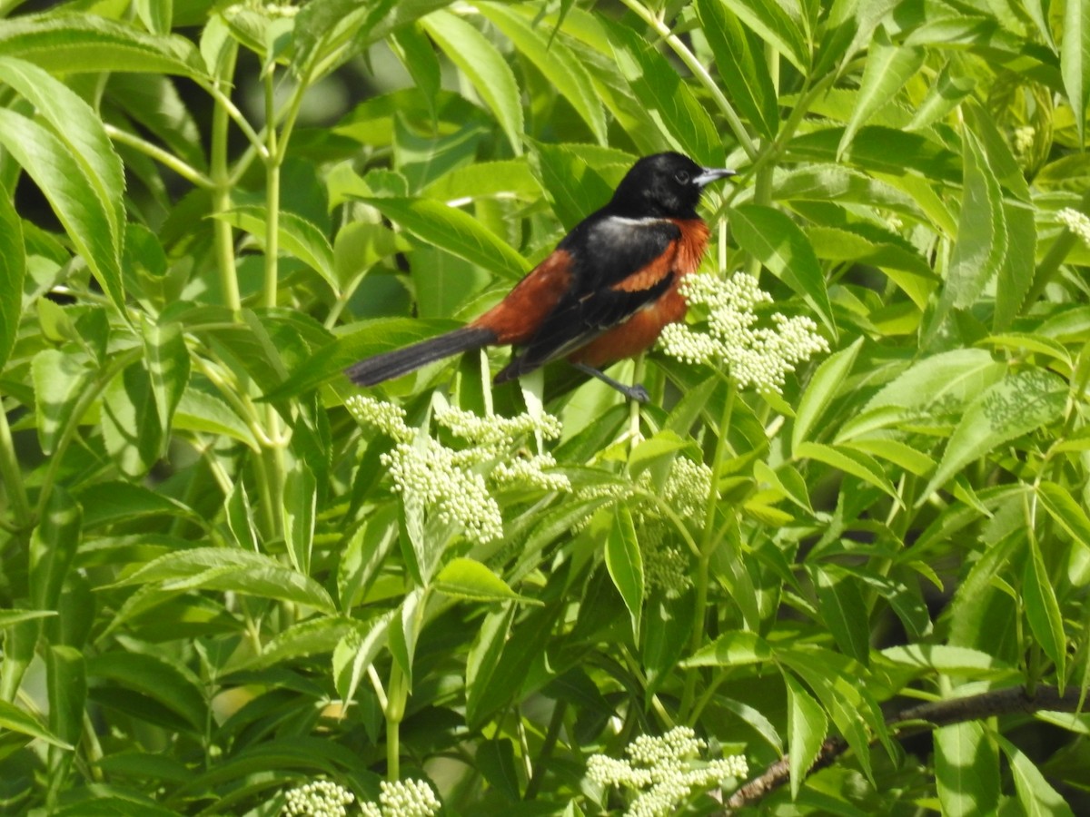 Orchard Oriole - ML159170411