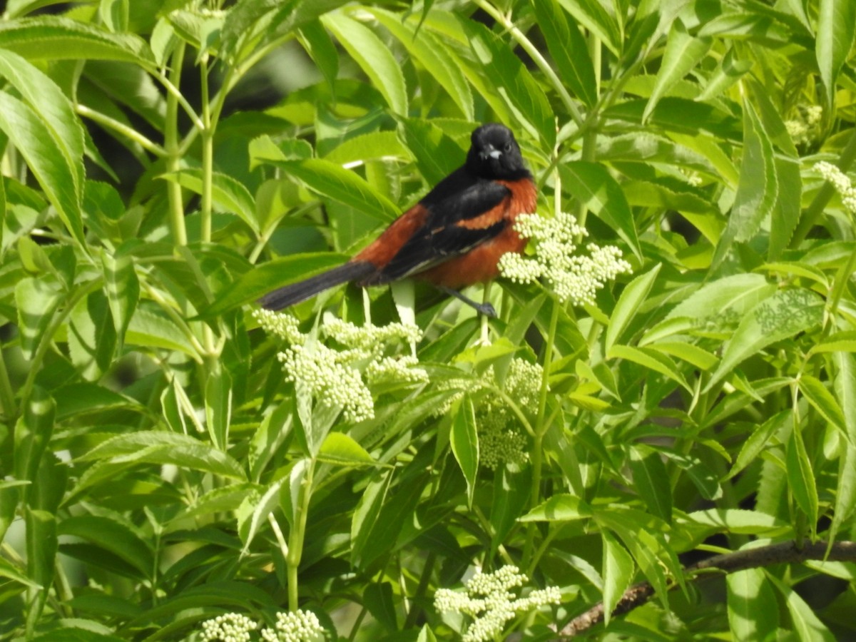Orchard Oriole - ML159170431