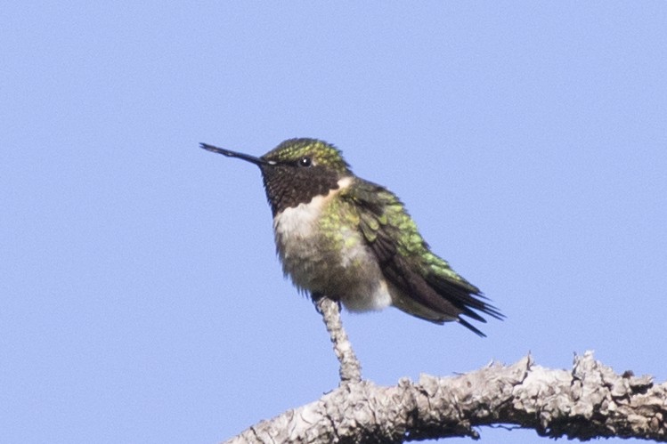 Ruby-throated Hummingbird - David Brown