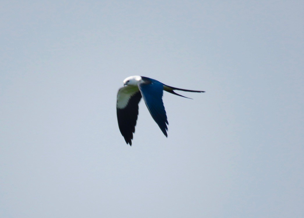 Swallow-tailed Kite - ML159174111