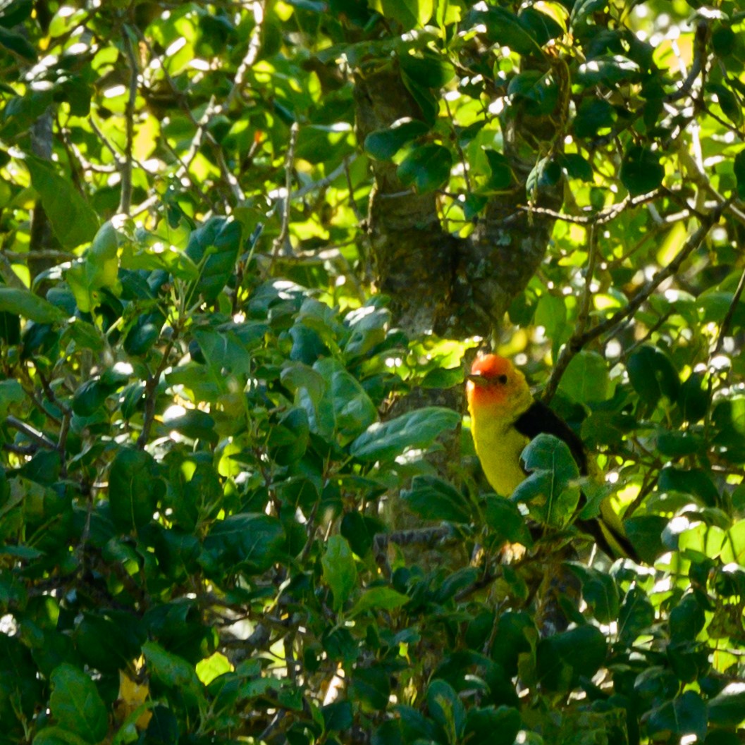 Western Tanager - ML159176521
