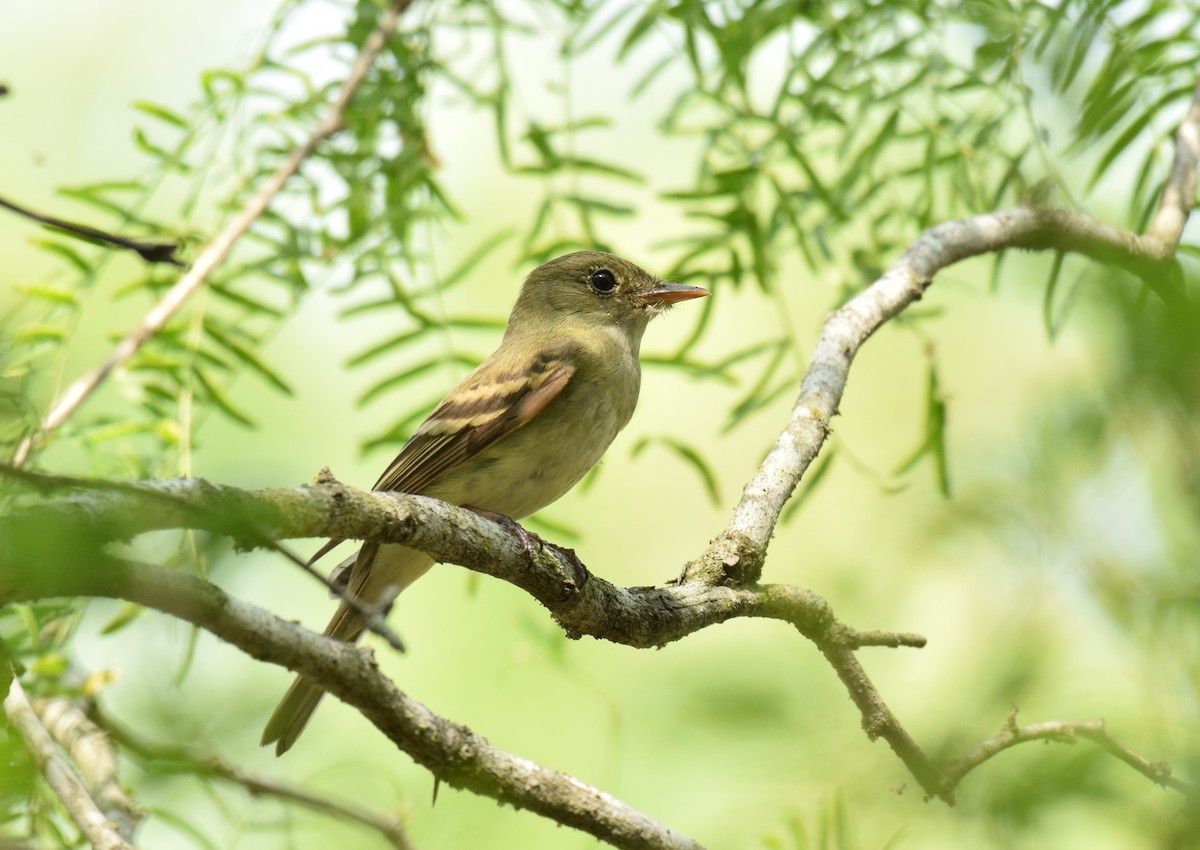 Yellow-bellied Flycatcher - Ryan O'Donnell
