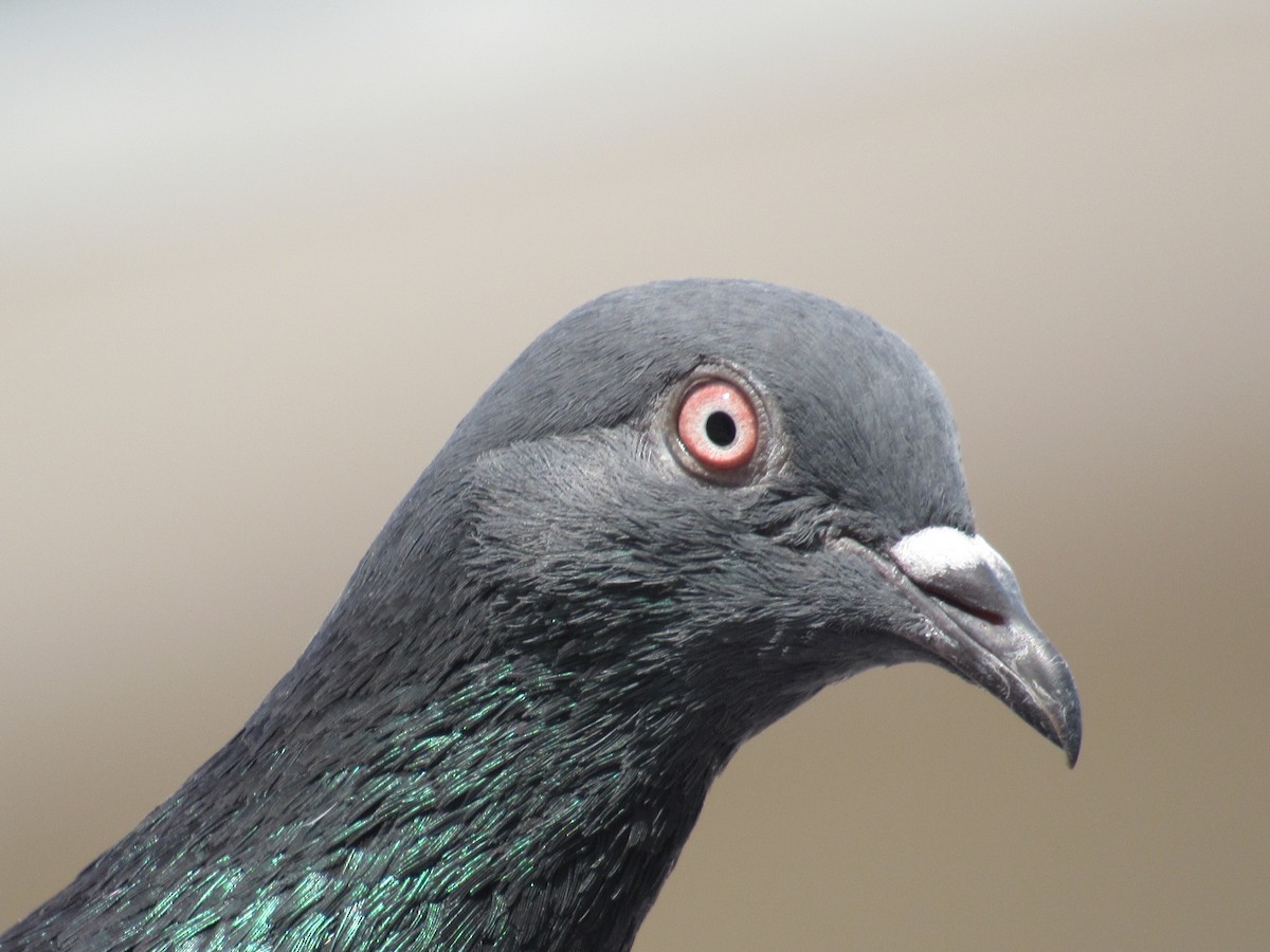 Rock Pigeon (Feral Pigeon) - Caleb Helsel