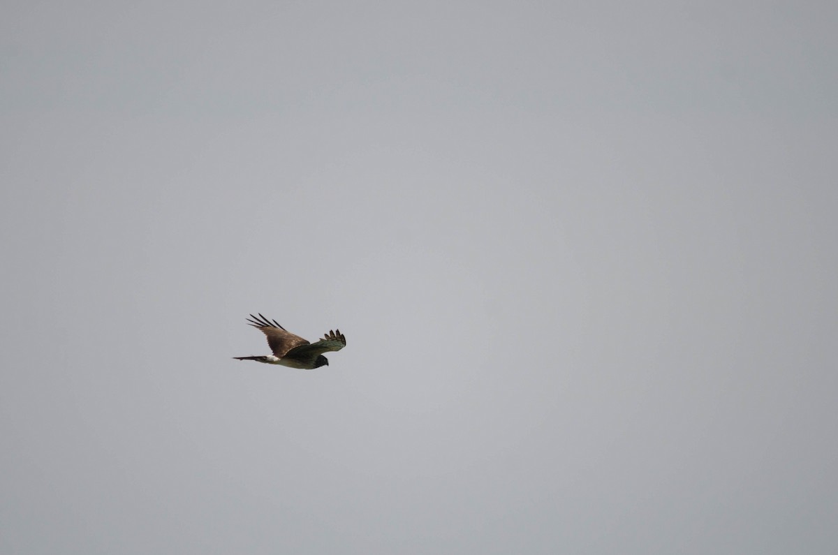 Northern Harrier - ML159186841