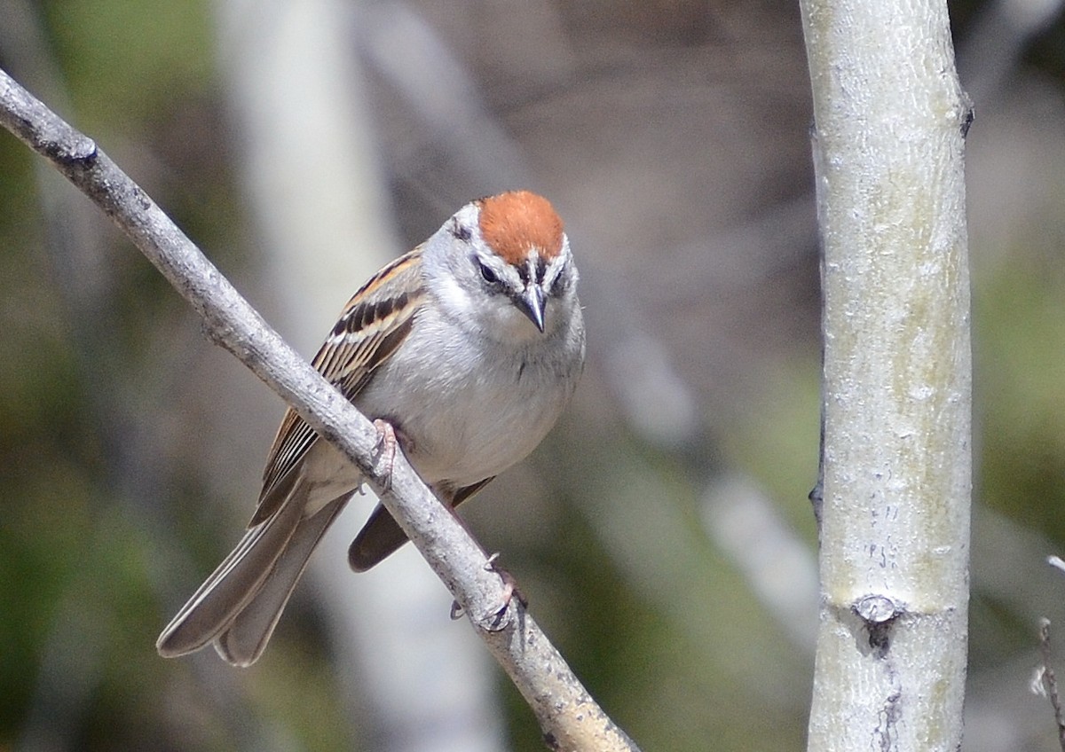 Chipping Sparrow - Lise Roussel