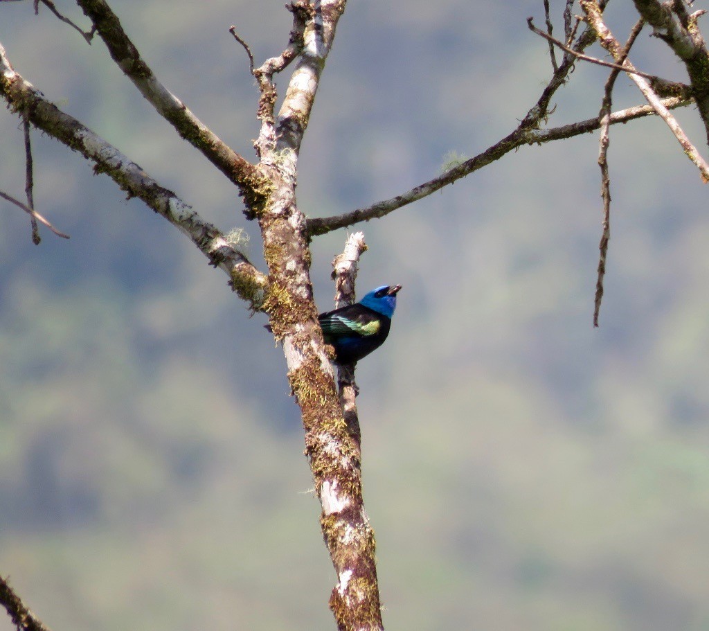 Blue-necked Tanager - ML159192811