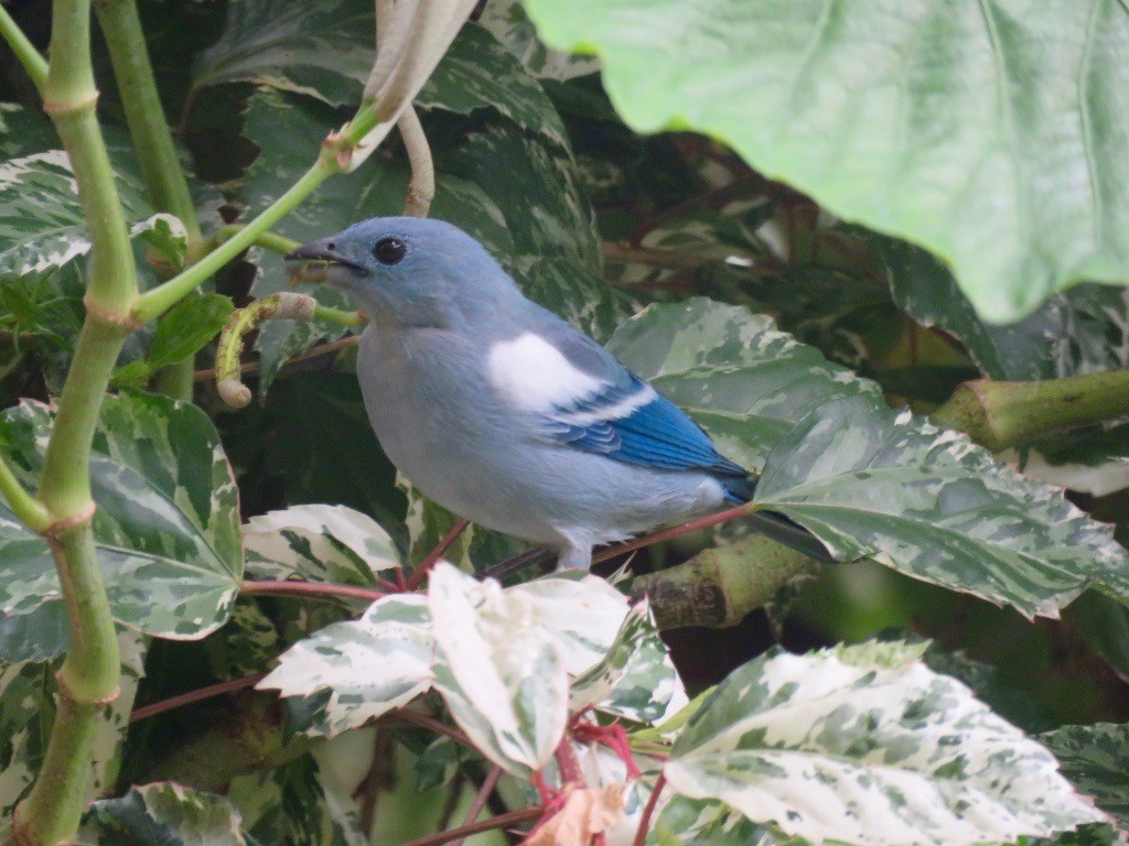 Blue-gray Tanager - ML159193201