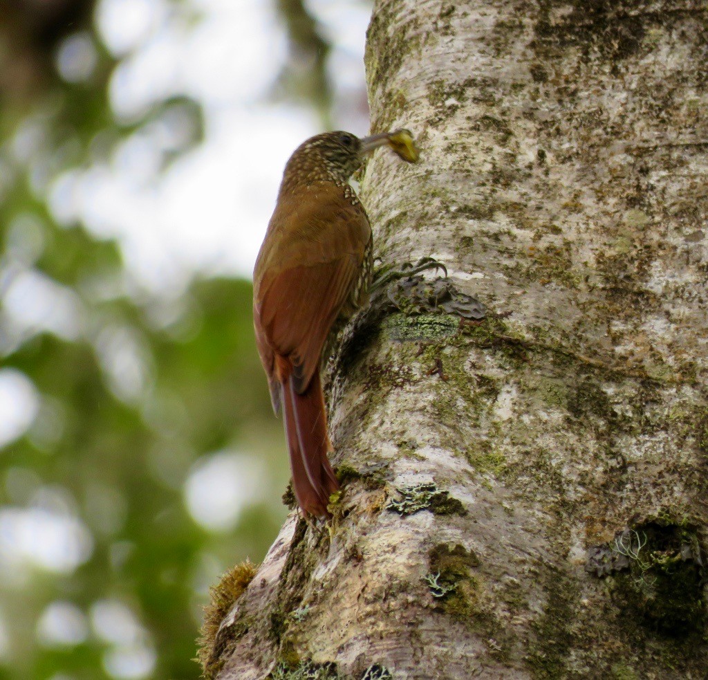 Spotted Woodcreeper - ML159193771