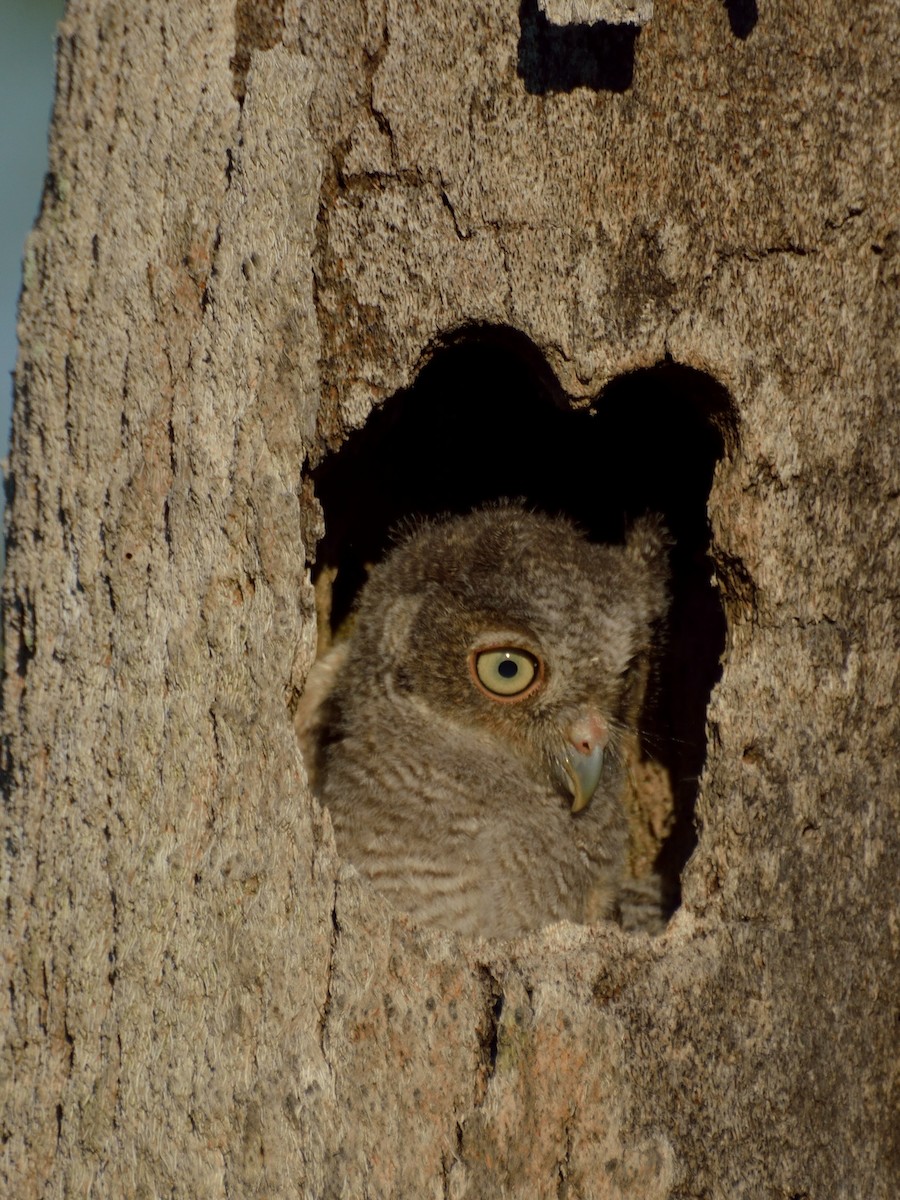 Eastern Screech-Owl - Bente Torvund
