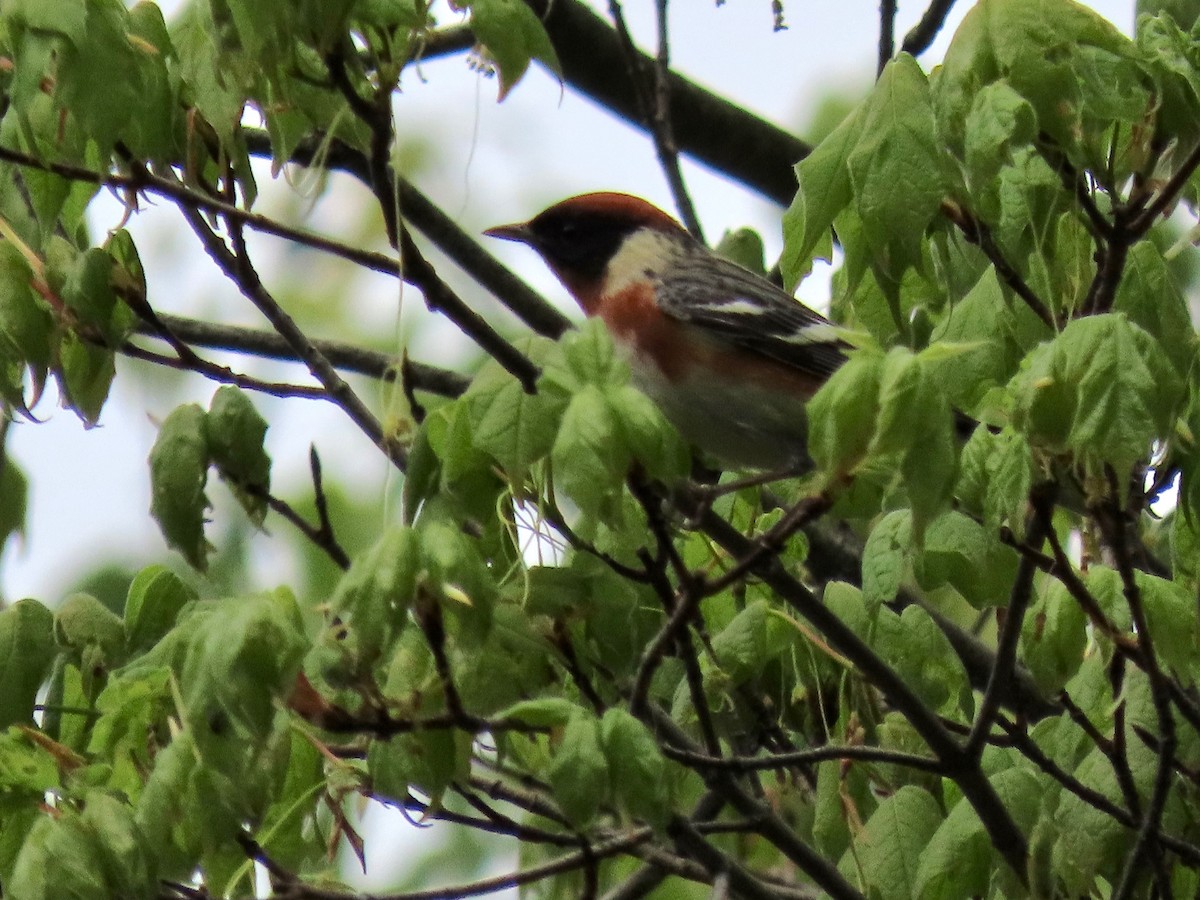 Bay-breasted Warbler - ML159194531