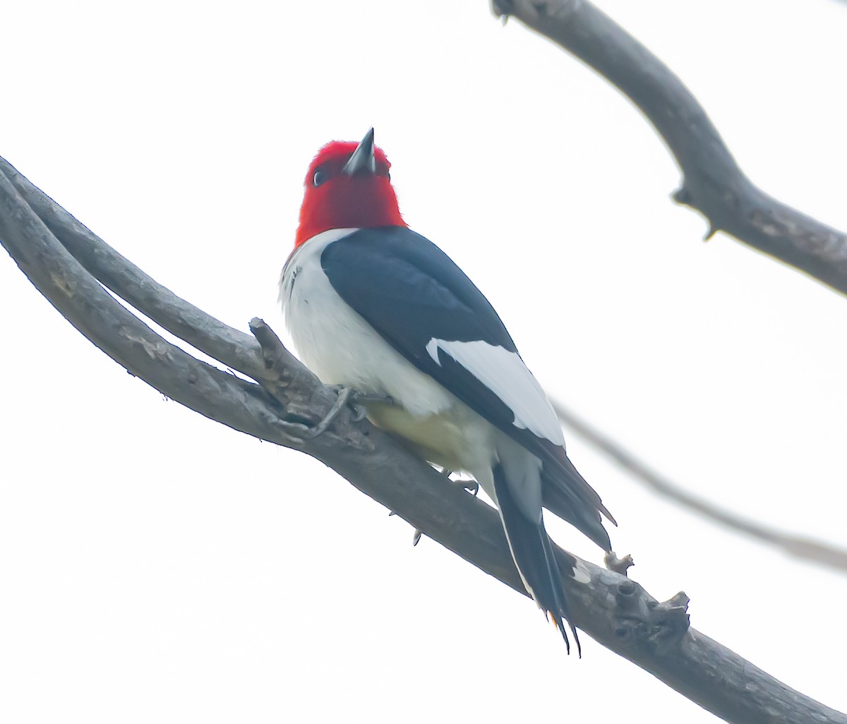 Red-headed Woodpecker - ML159198001