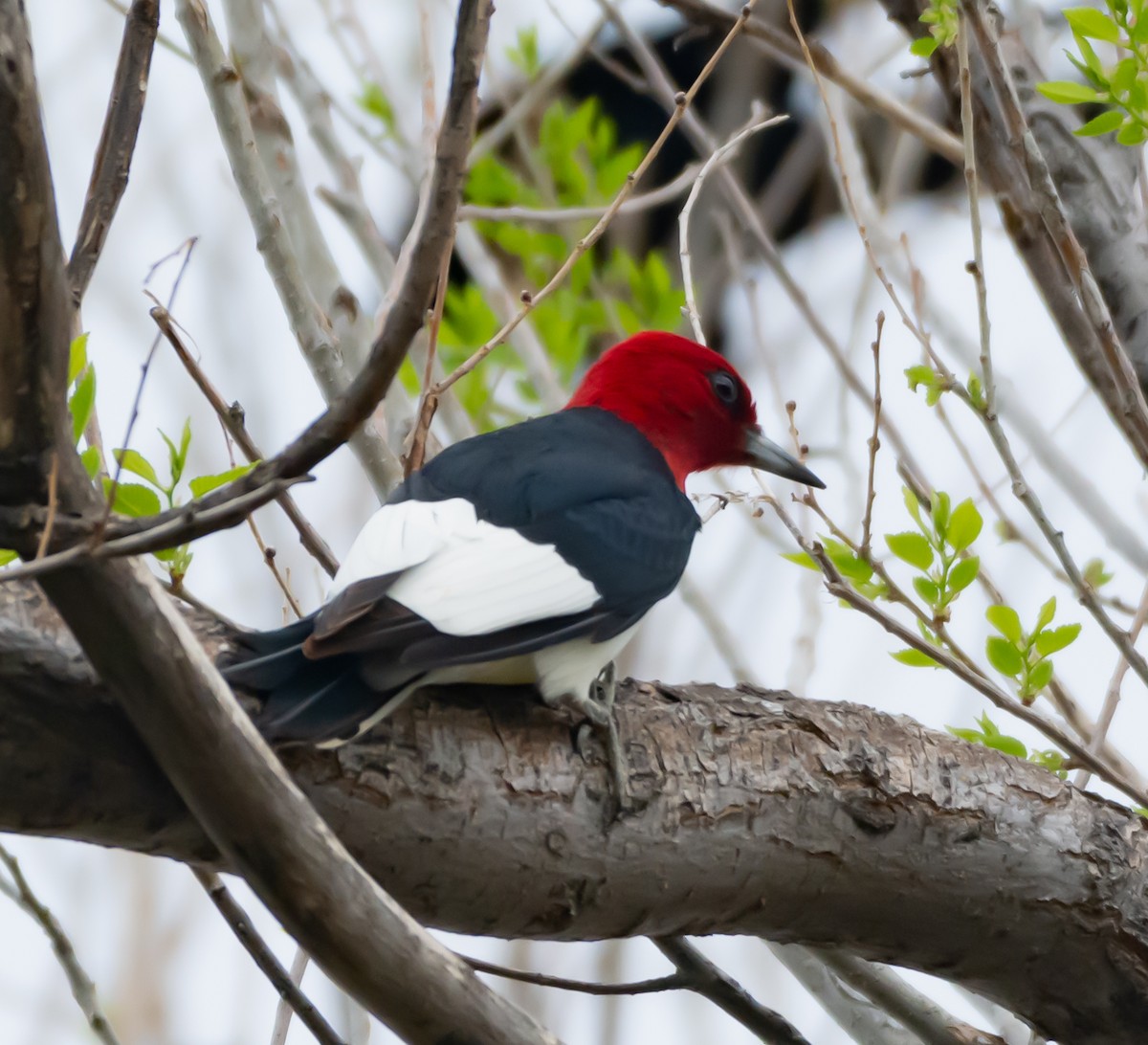 Red-headed Woodpecker - ML159198111