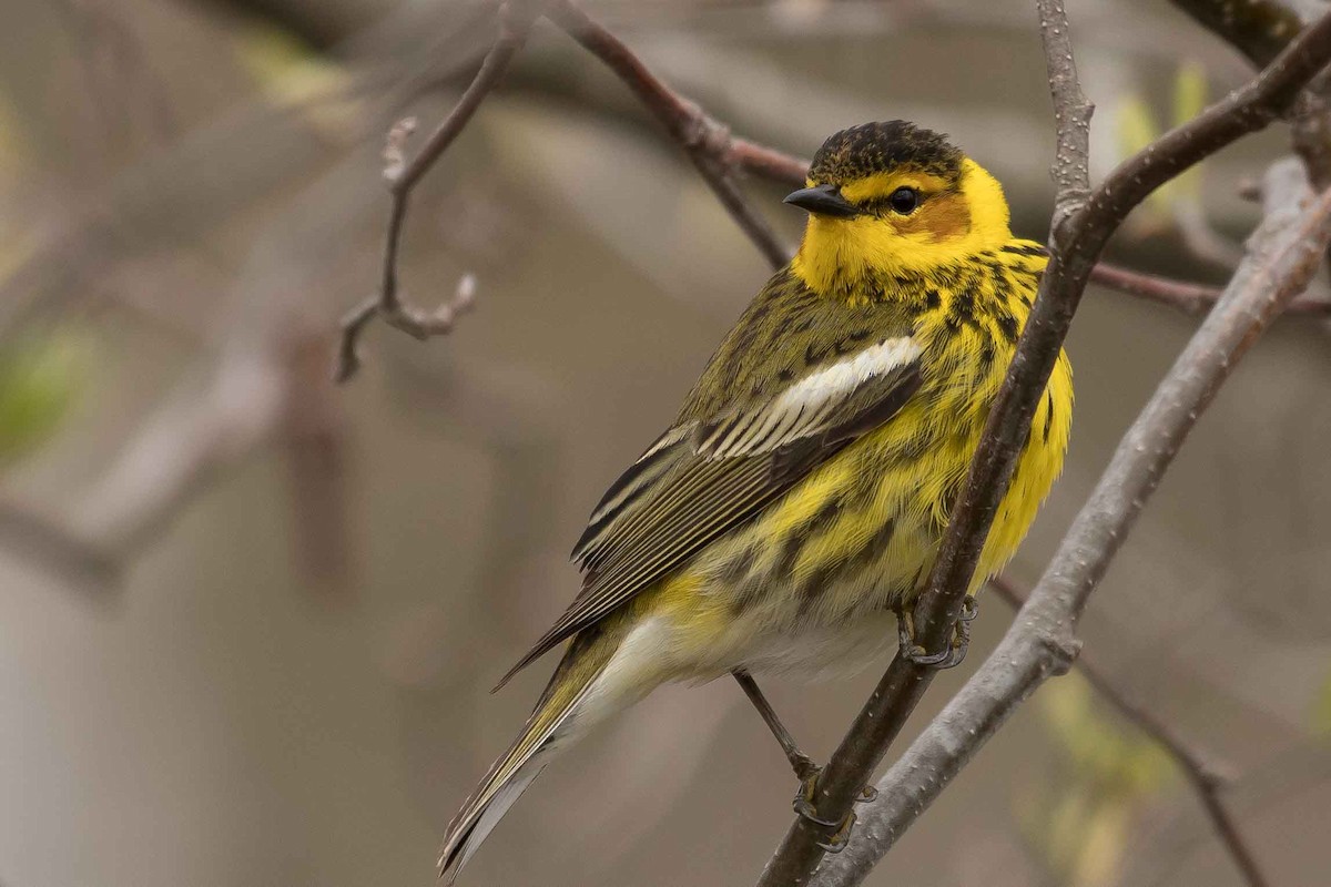Cape May Warbler - Gerry Gerich