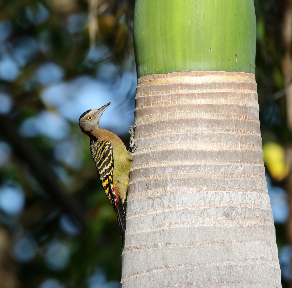 Hispaniolan Woodpecker - ML159202471