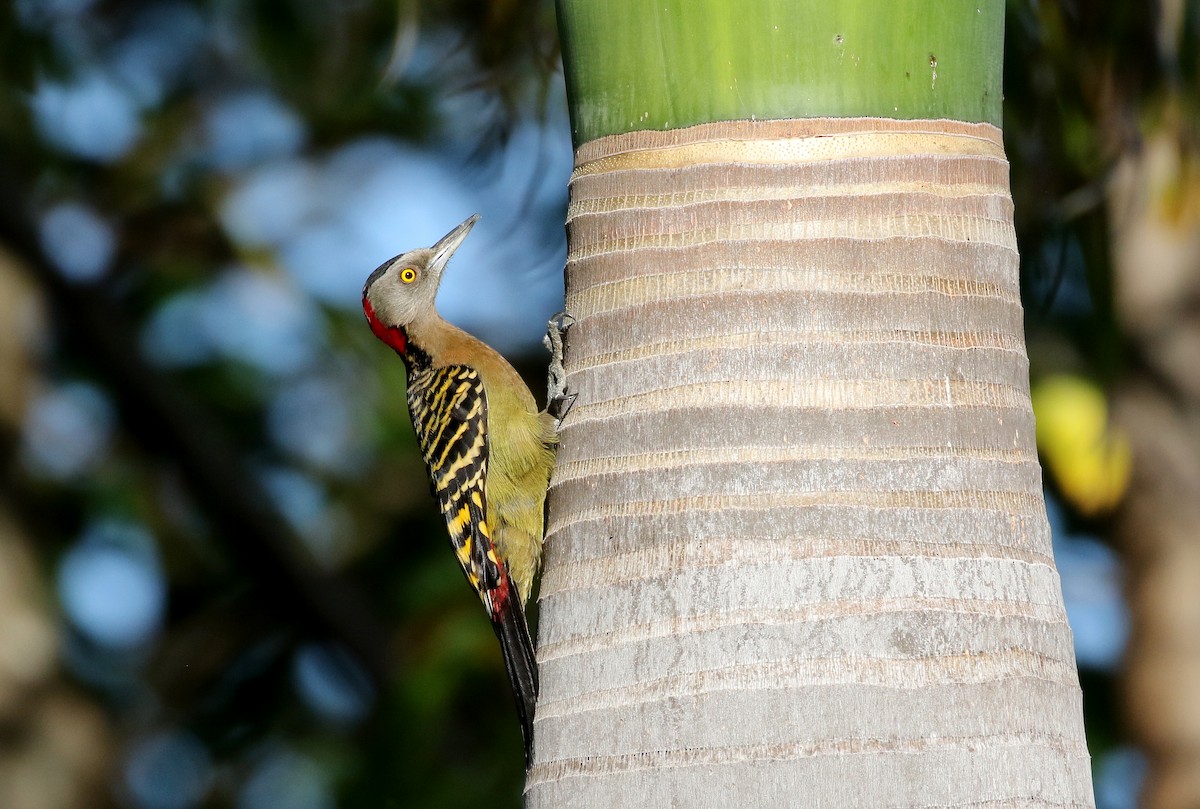 Hispaniolan Woodpecker - ML159202481