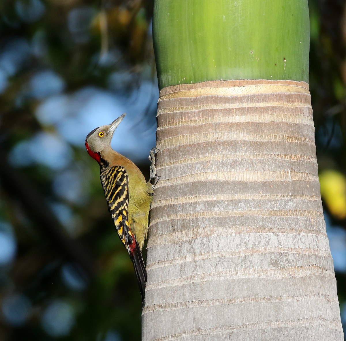 Hispaniolan Woodpecker - ML159202491