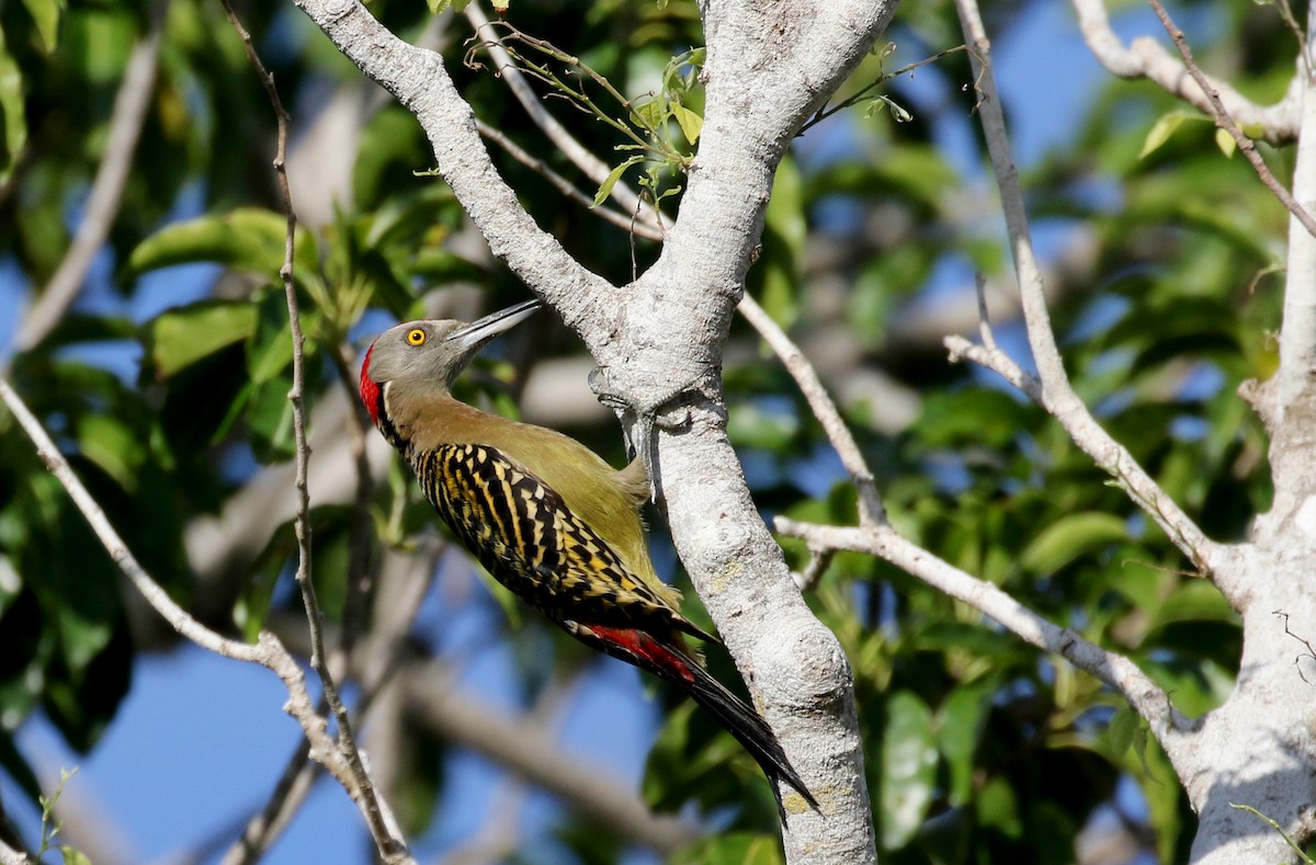 Hispaniolan Woodpecker - ML159202551