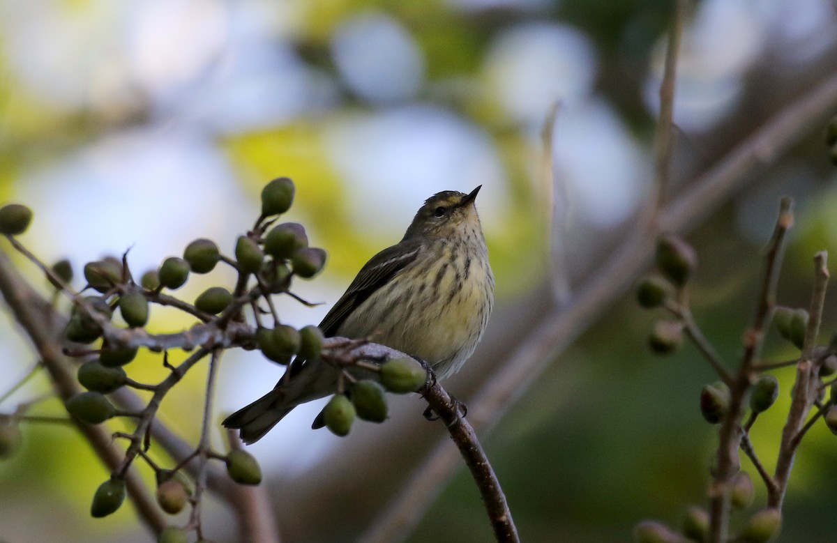 Cape May Warbler - ML159202941