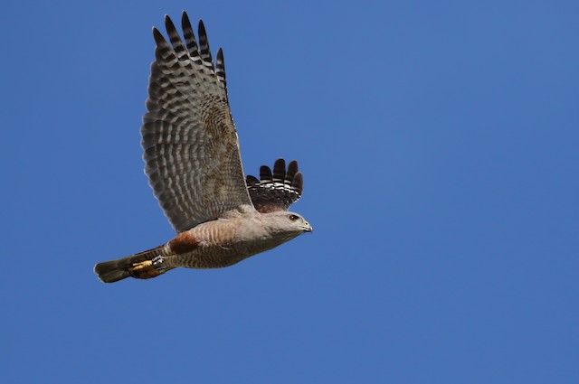 Photos - Ridgway's Hawk - Buteo ridgwayi - Birds of the World