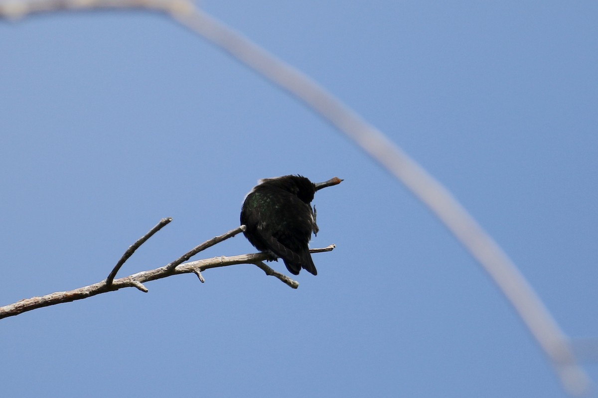 Vervain Hummingbird - ML159203691