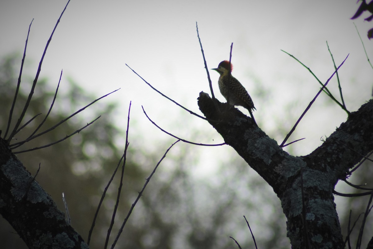 Green-barred Woodpecker - ADRIAN GRILLI