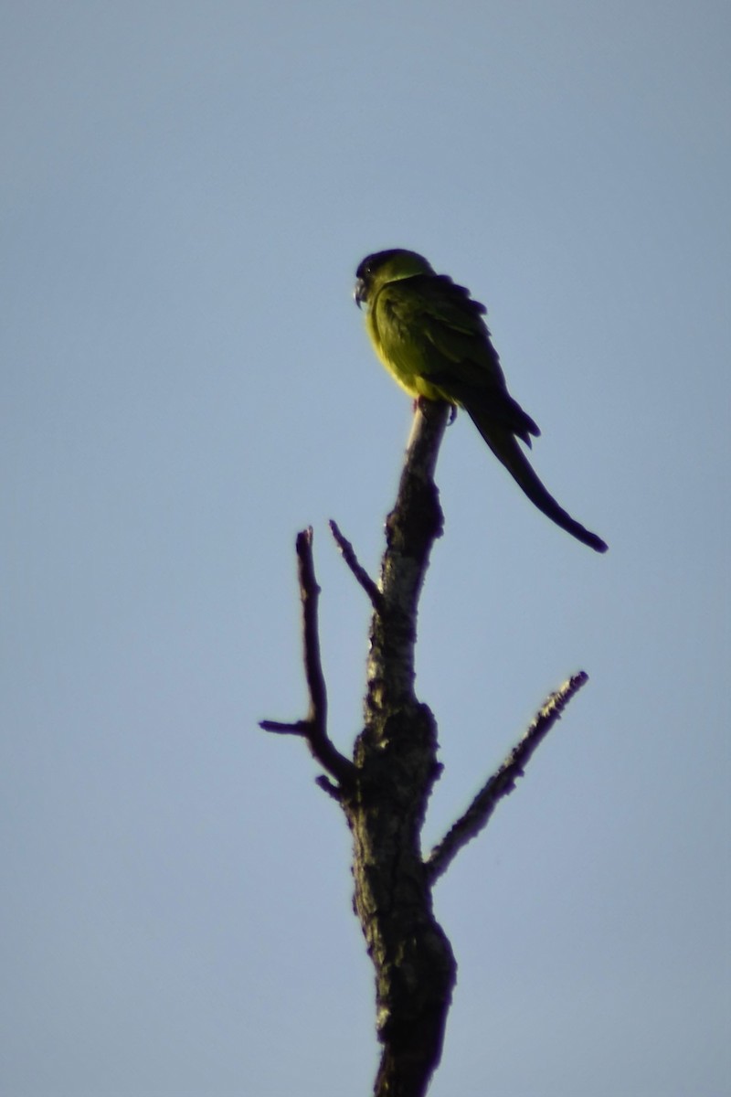 Nanday Parakeet - ADRIAN GRILLI