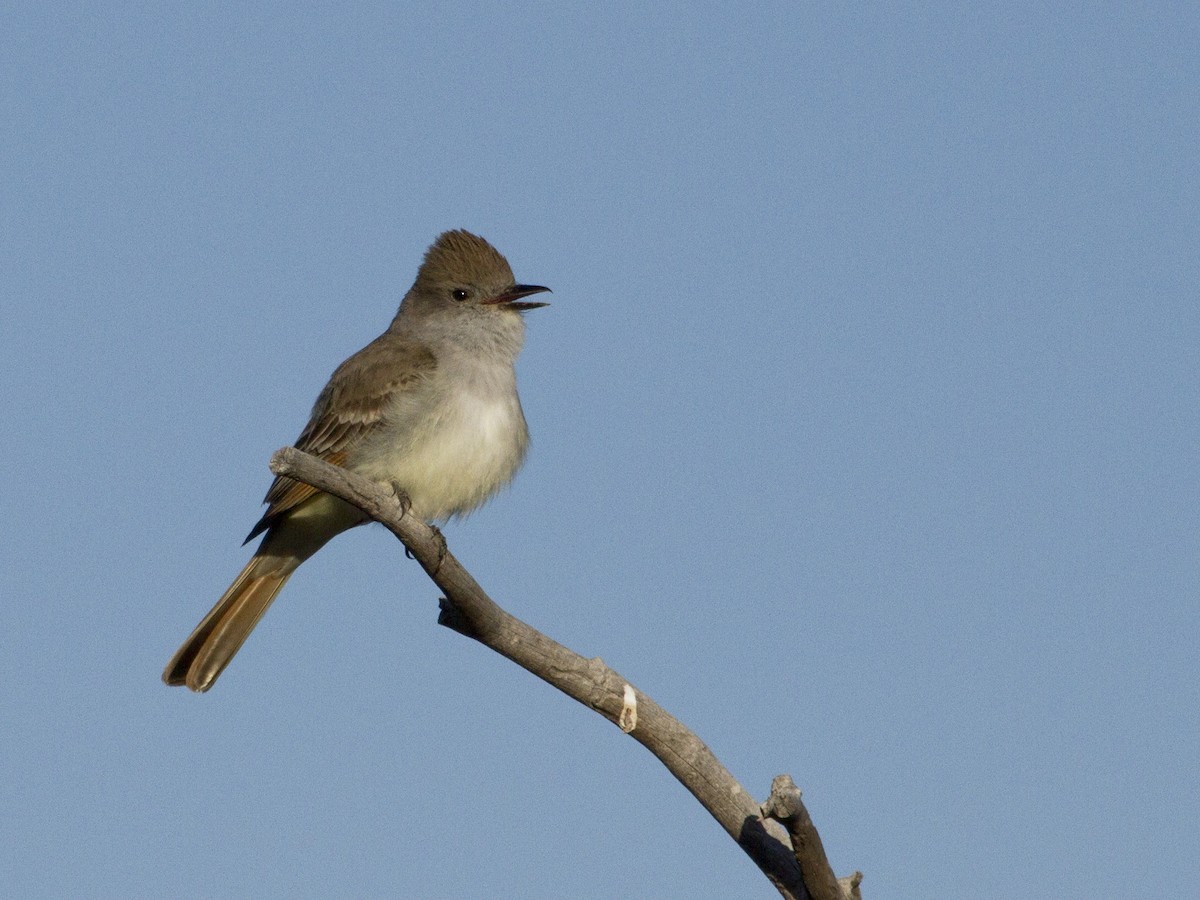 Ash-throated Flycatcher - Phil Stouffer