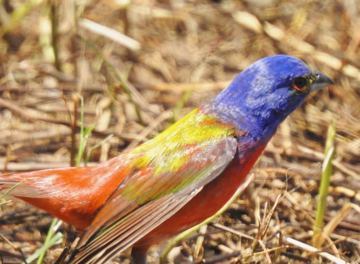 Painted Bunting - ML159216771
