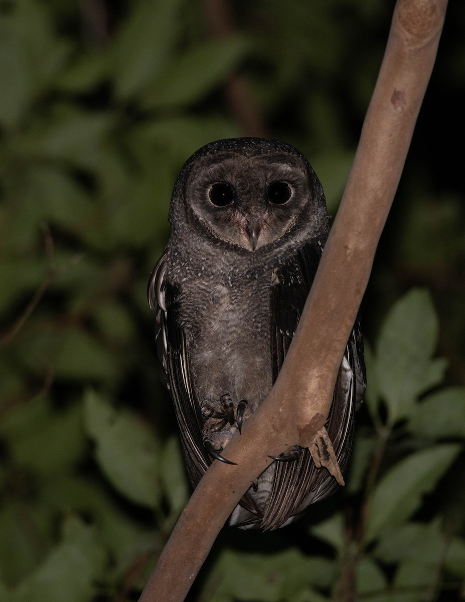 Sooty Owl - ML159219421