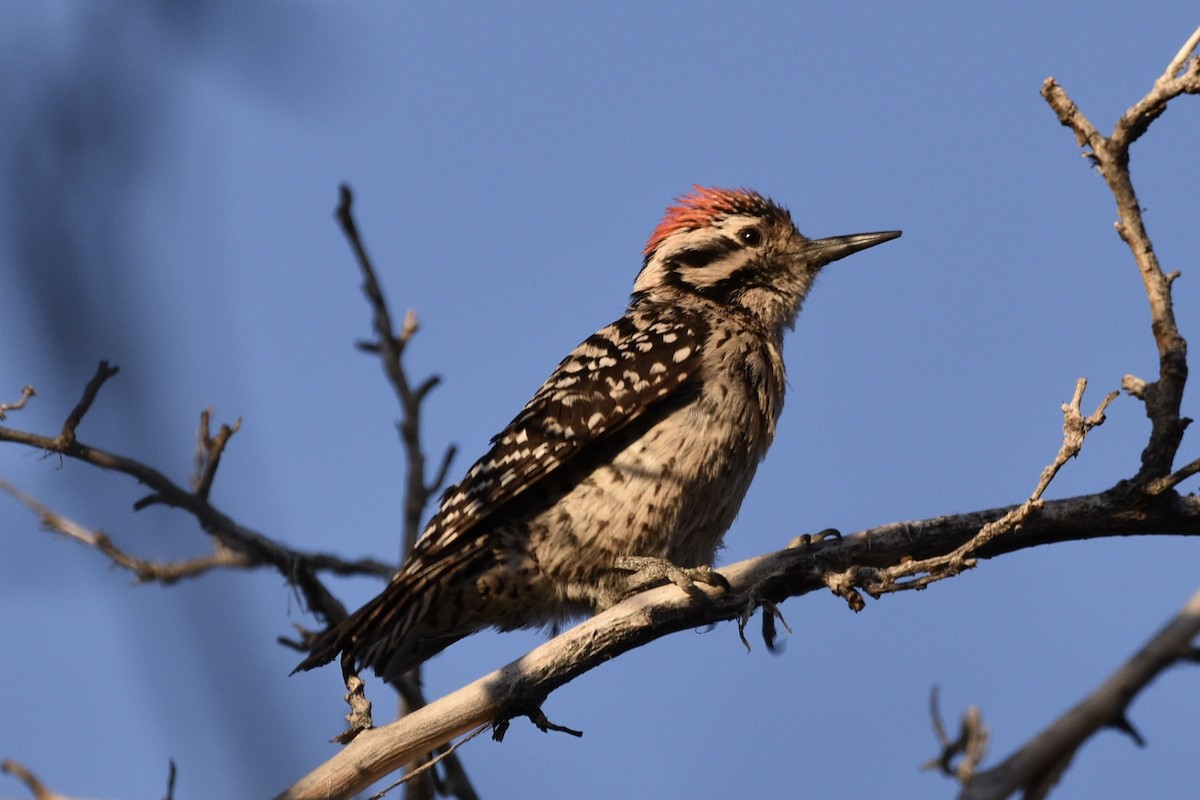 Ladder-backed Woodpecker - Tom E. Johnson