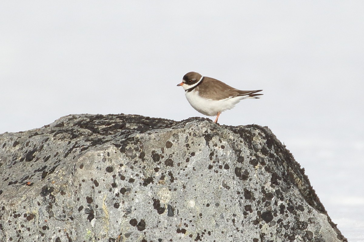 Semipalmated Plover - ML159226101