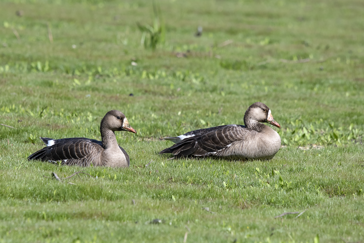 Greater White-fronted Goose - ML159230191