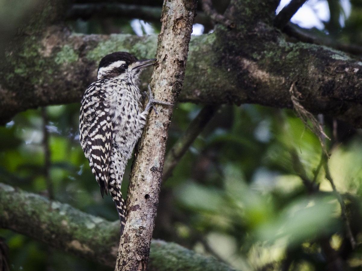 Checkered Woodpecker - Ignacio Zapata