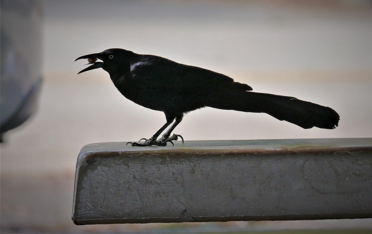 Great-tailed Grackle - Angela Kenny