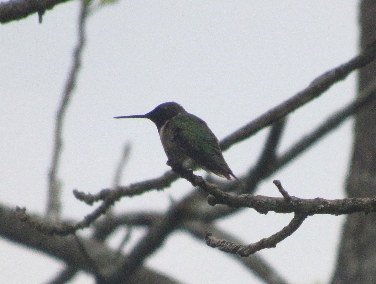 Ruby-throated Hummingbird - ML159234741
