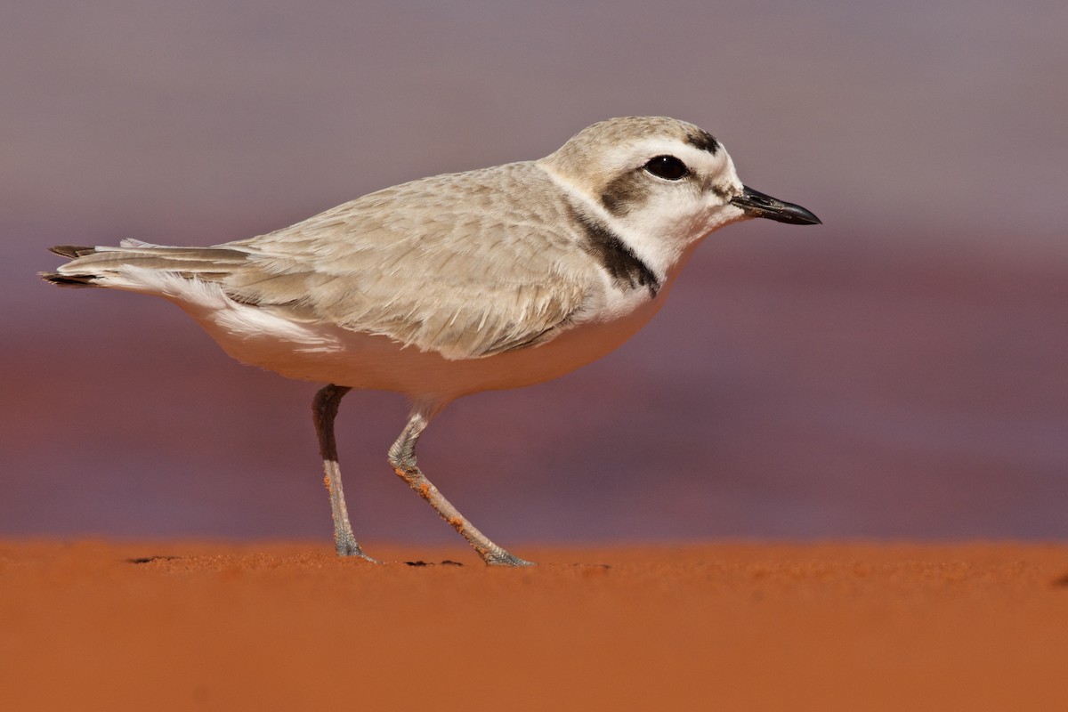 Snowy Plover - Mike Schijf